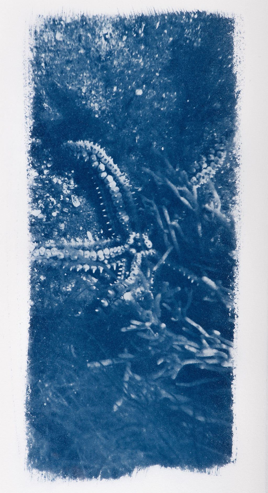 Small Cyanotypes