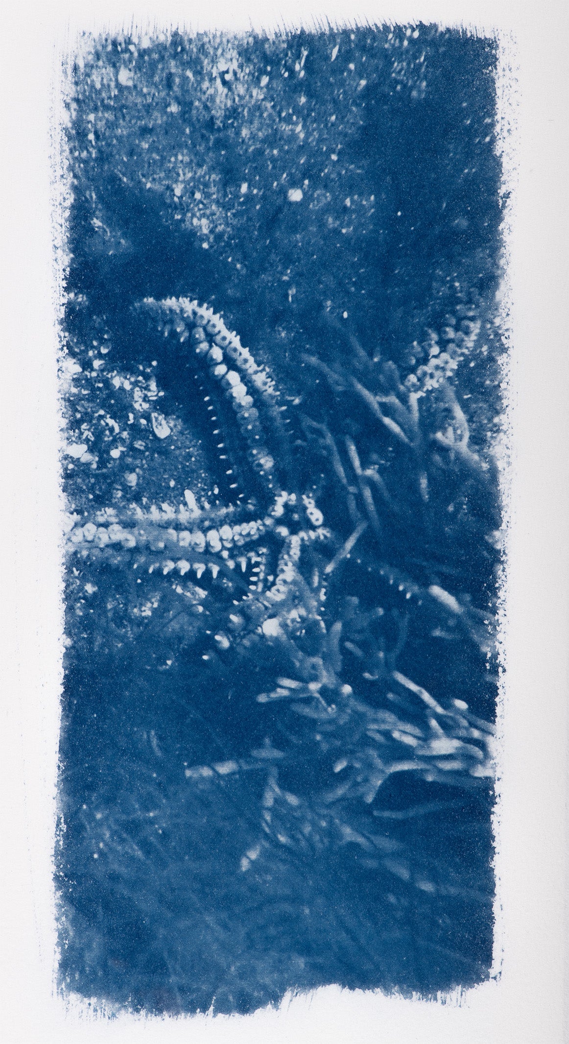 Small Cyanotypes