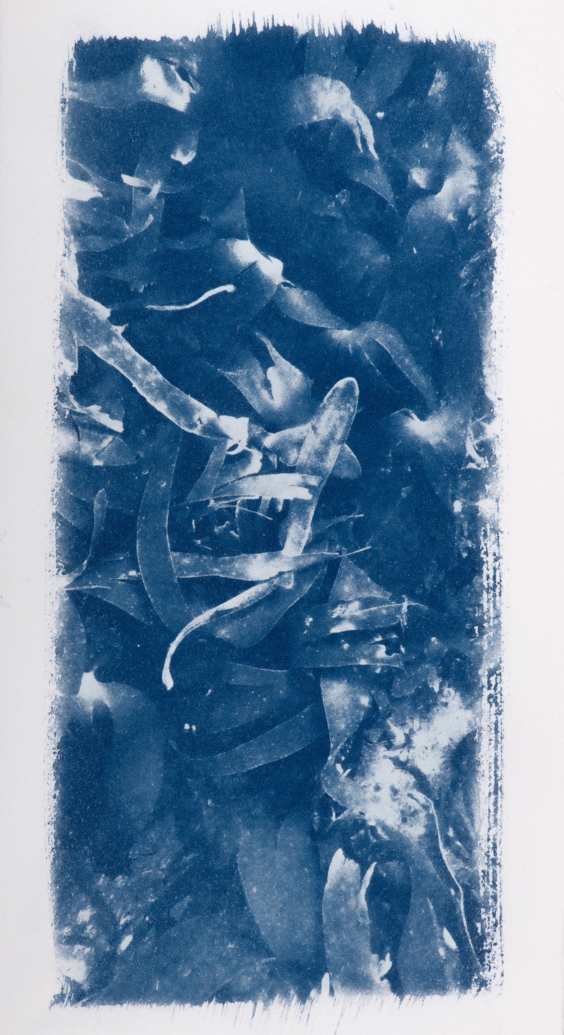 Small Cyanotypes