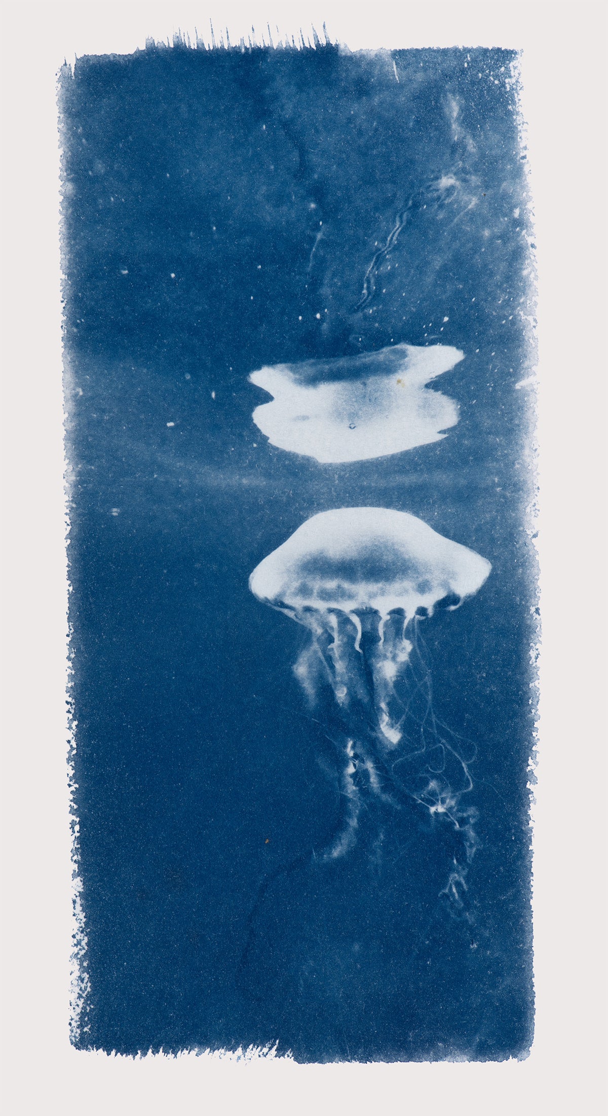 Small Cyanotypes
