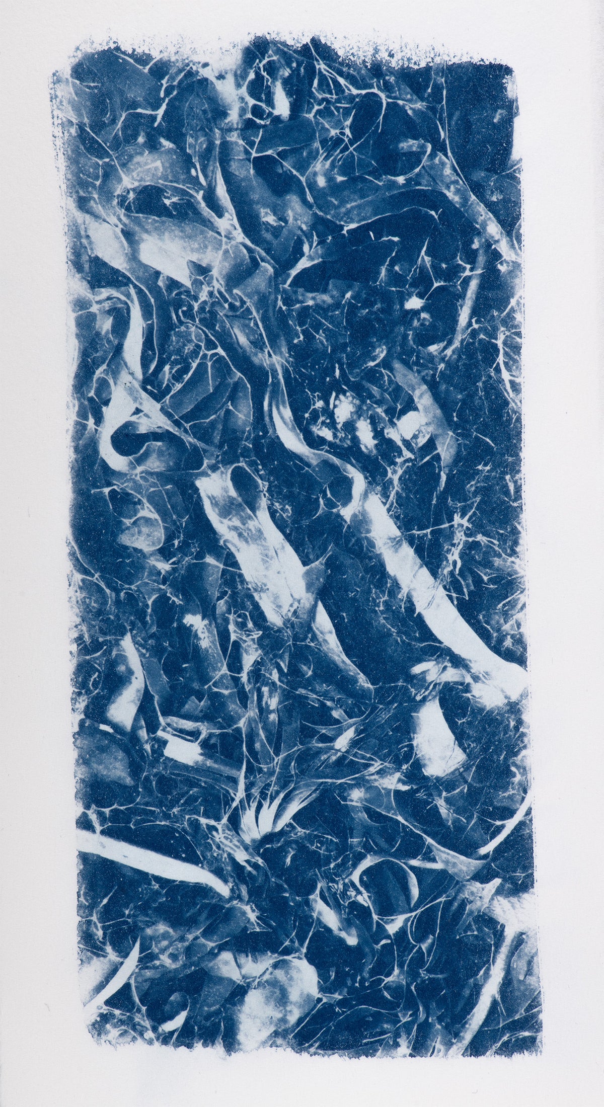 Small Cyanotypes