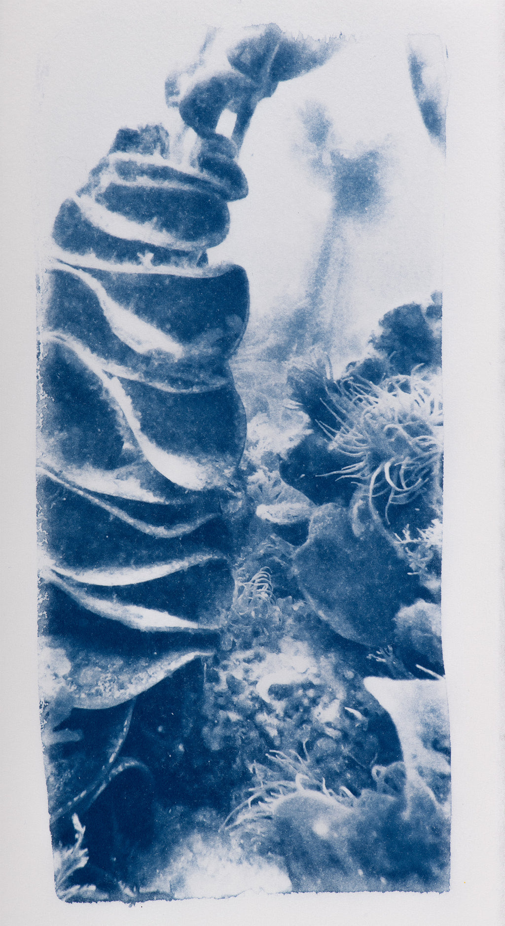 Small Cyanotypes