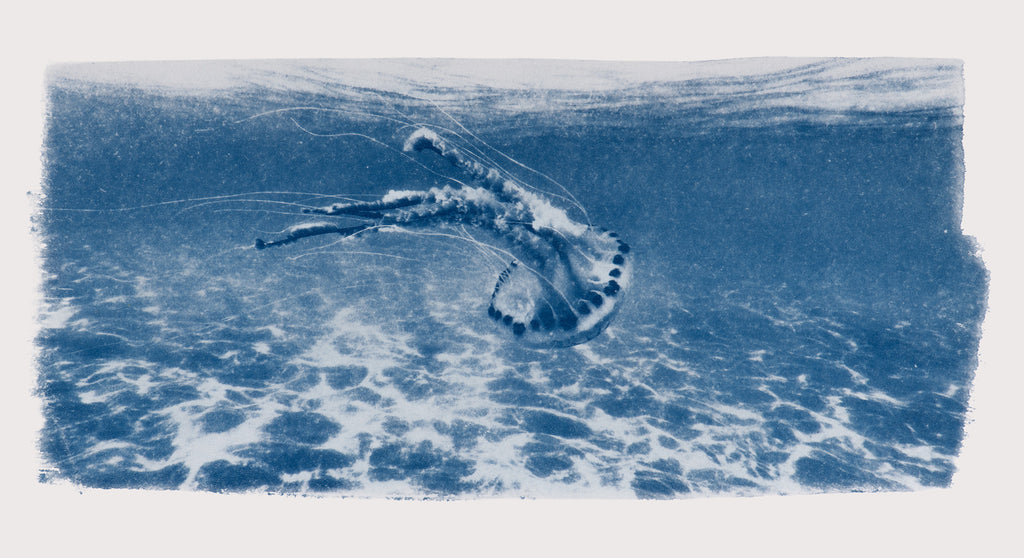 Small Cyanotypes