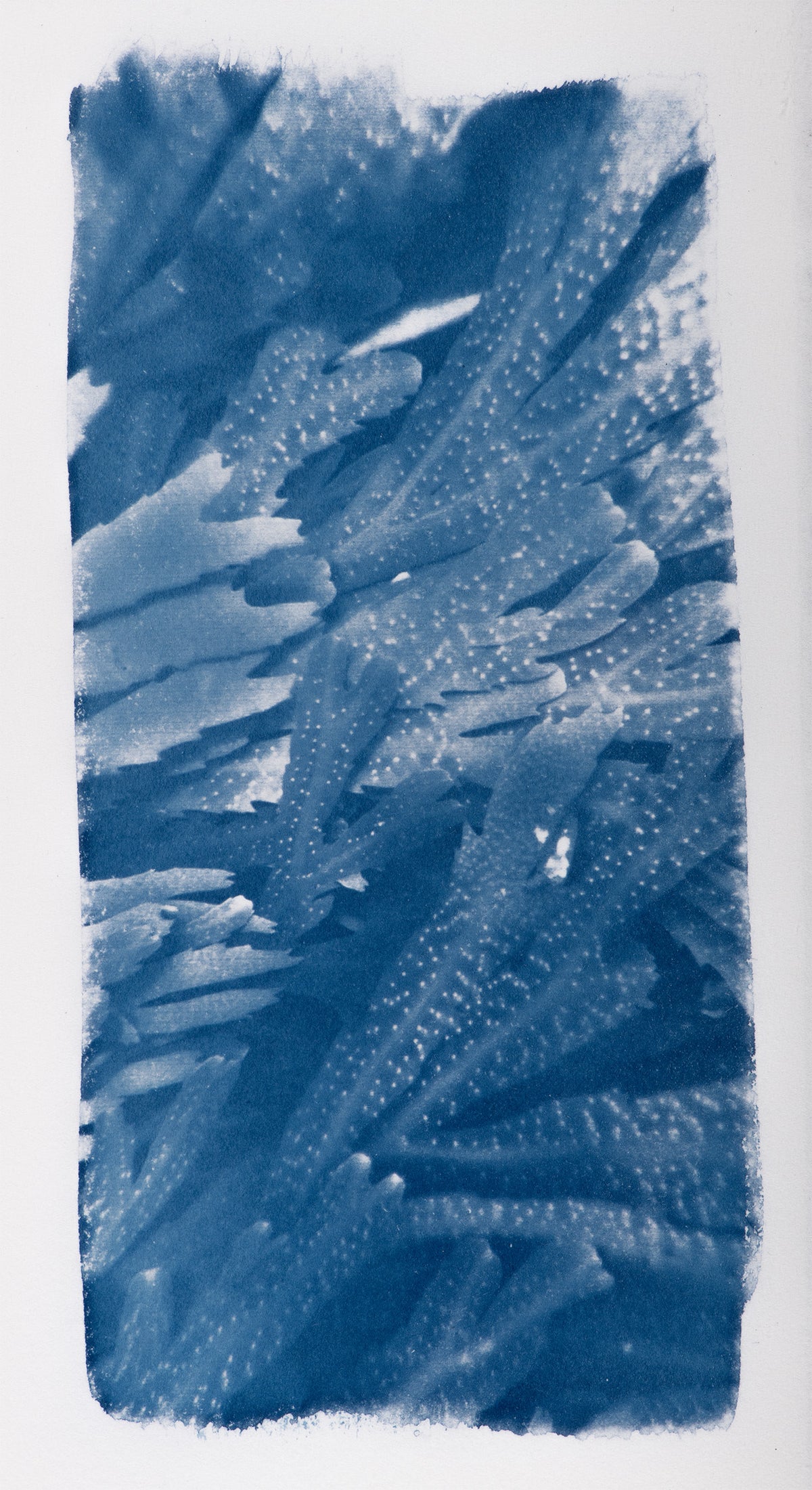 Small Cyanotypes