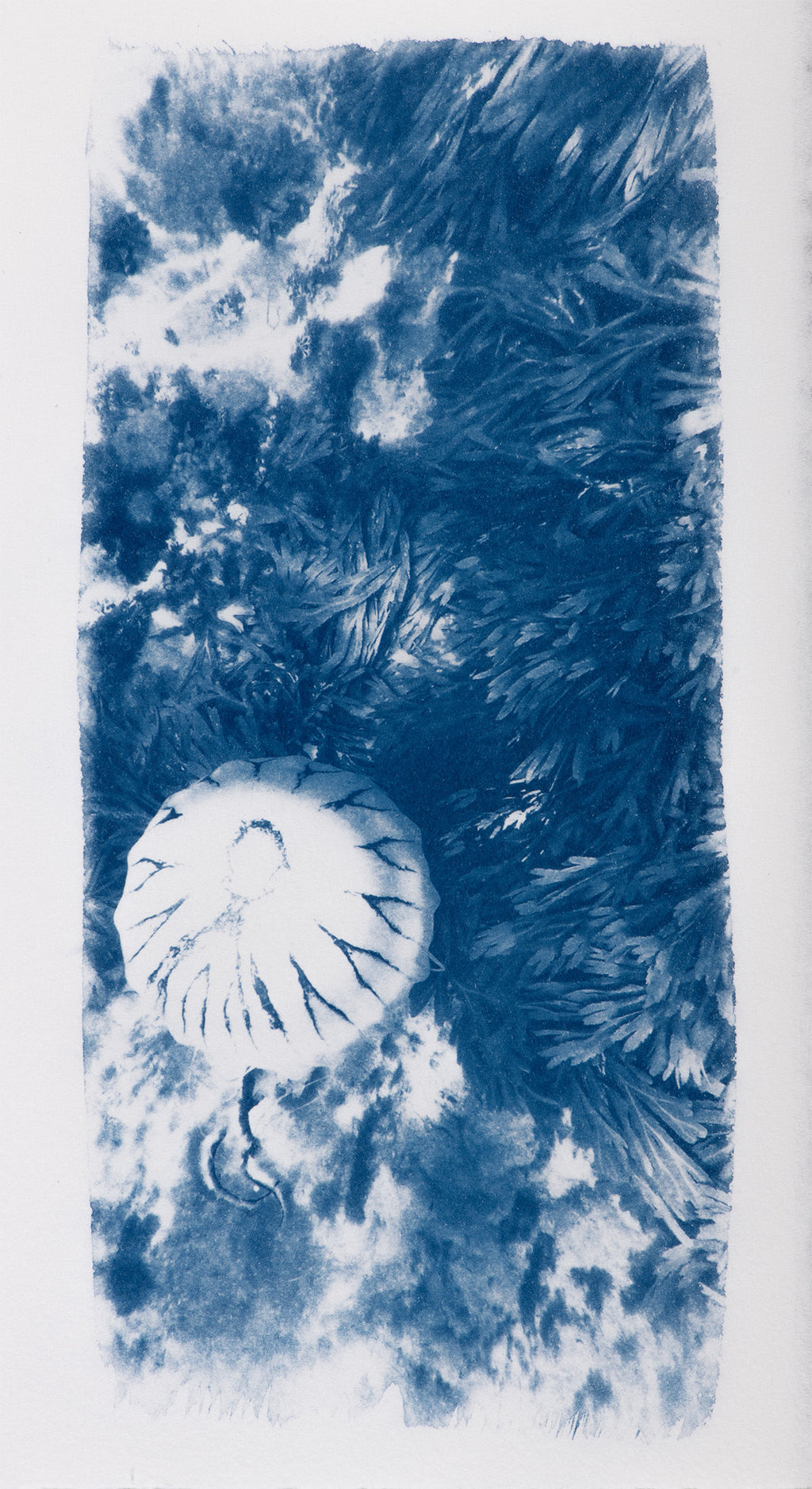 Small Cyanotypes